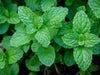 Extracto de menta